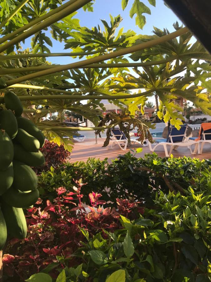 Apartamento Las Vistas Beach - Tenerife Royal Gardens ปลายาเดลาสอเมริกาส ภายนอก รูปภาพ